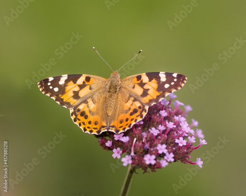 Thistle butterfly on verbena flower isolated on green background © erwin