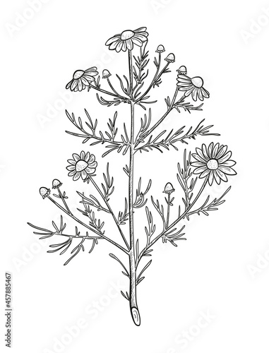 Vector chamomile sketch. Matricaria chamomilla medicinal plant hand drawn illustration. Botanical engraved art daisy flowers.