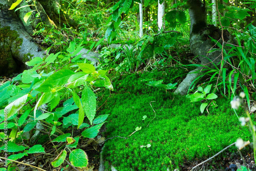View of a forest macro landscape with moss, grass and plants