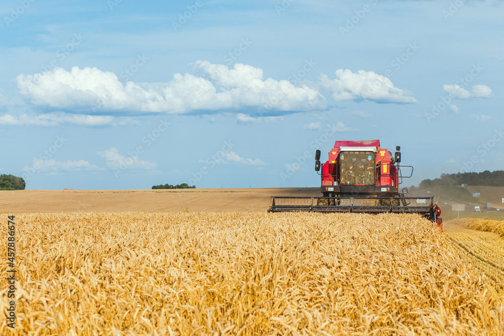 Fototapeta premium Combine harvester harvesting ripe wheat
