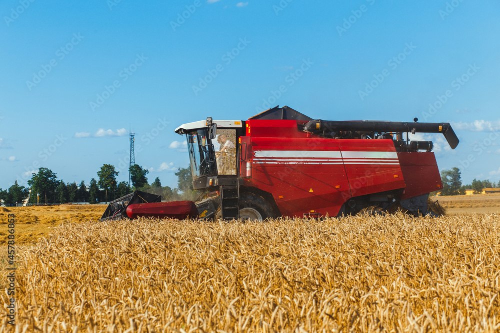Fototapeta premium Combine harvester harvesting ripe wheat