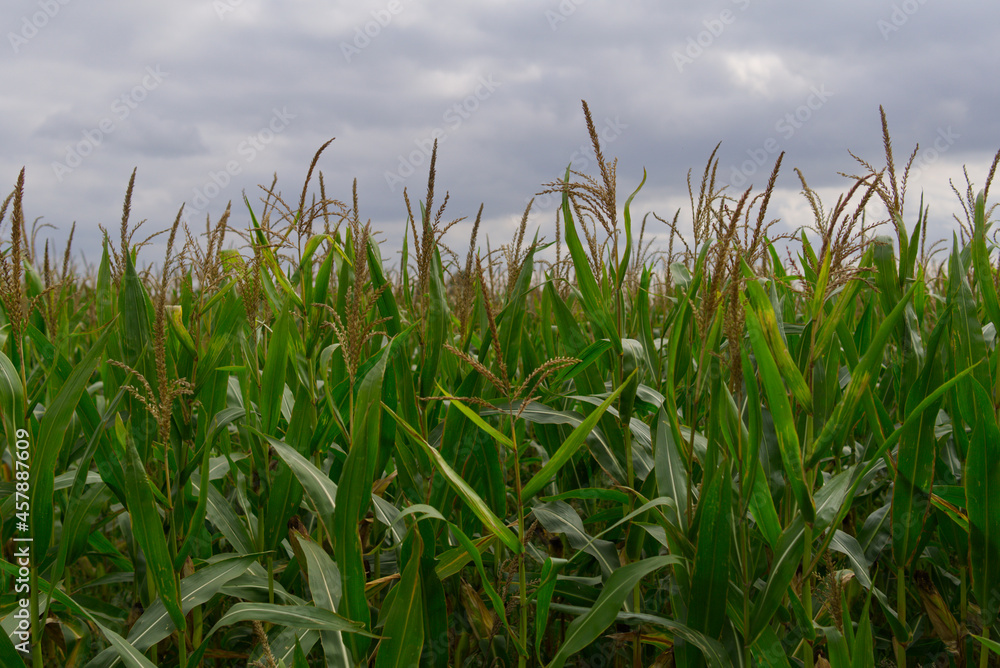Fototapeta premium autumn corn stalks ready for harvest