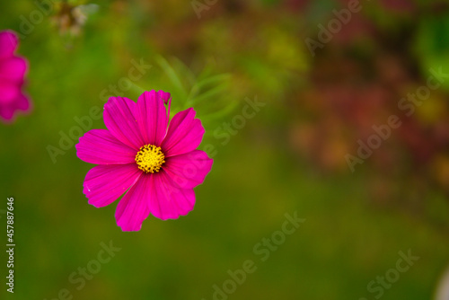 beautiful cosmos bipinnatus on a blurred background