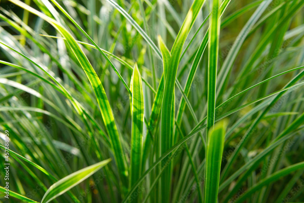 picturesque green grass growing in the sun on a green background picturesque green grass growing in the sun on a green background