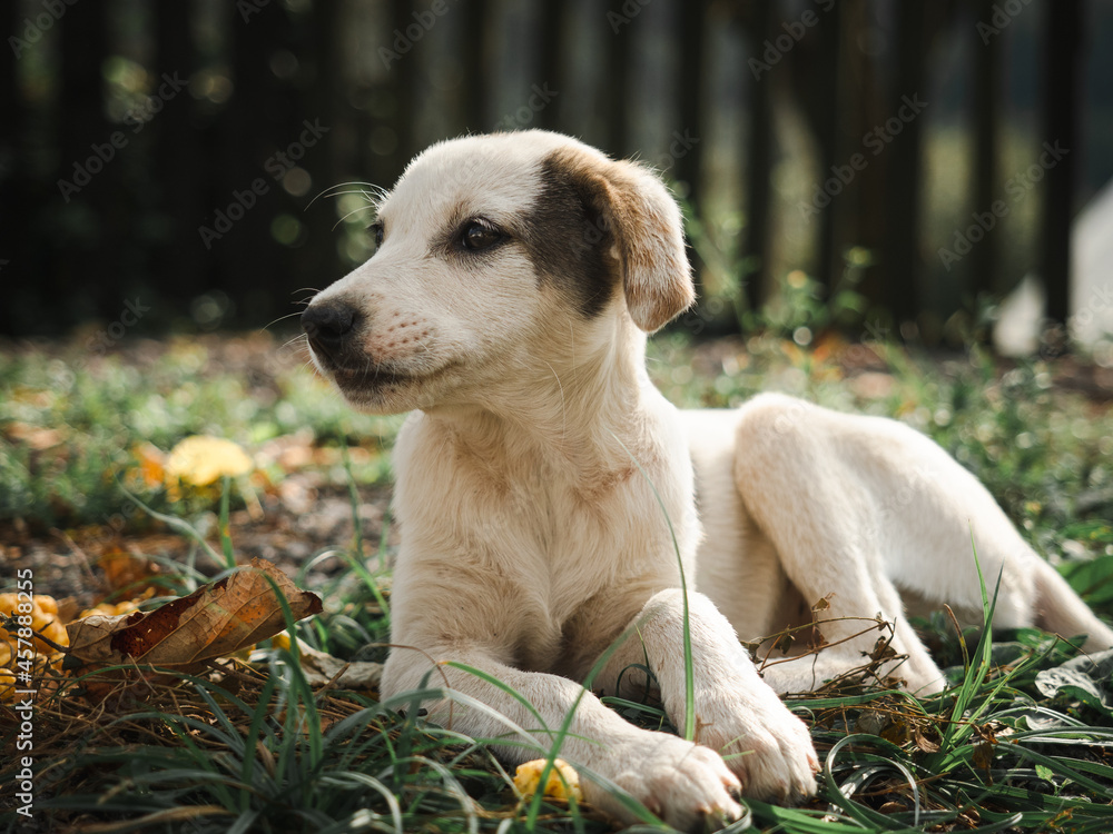 Beautiful puppy is sitting and posing on camera Beautiful puppy is sitting and posing on camera