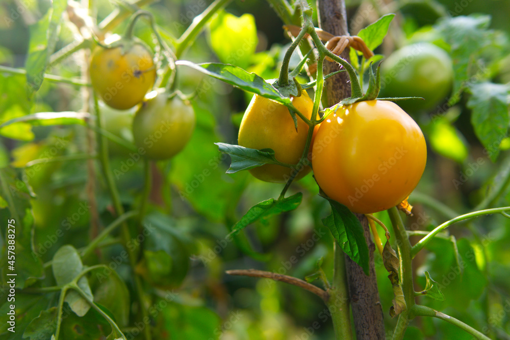 yellow tomato hanging on the bush
