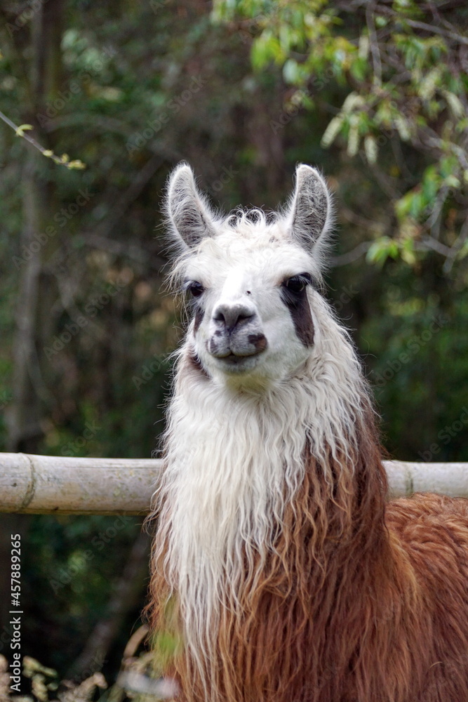 Obraz premium Close up of a llama near Lago Mojanda, Imbabura Province, Ecuador