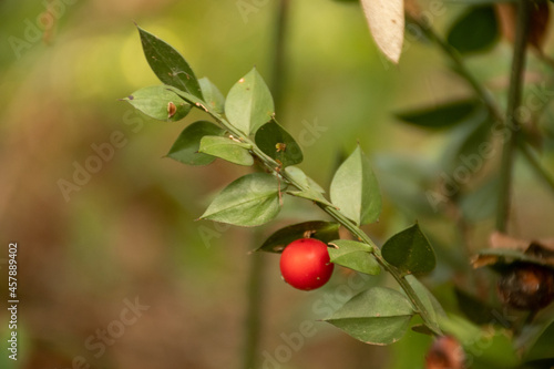 red berries on a branch