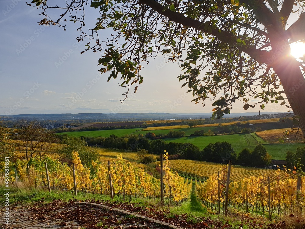 Scenic autumn vineyard in the sun with yellow leaves