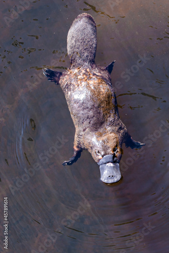 Platypus sviming in the river, Burnie in Tasmania, Australia
