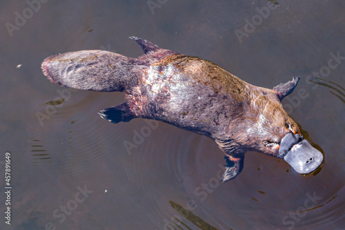 Platypus sviming in the river, Burnie in Tasmania, Australia photo