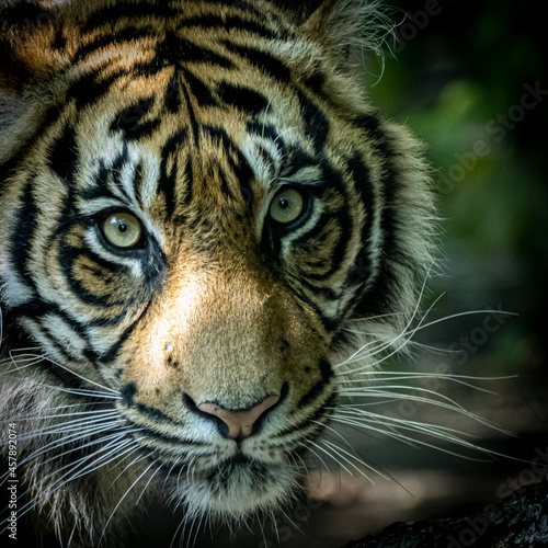beautiful portrait of a young tiger