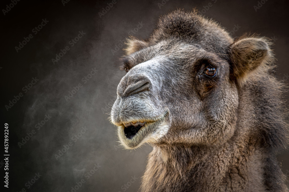 Portrait of a camel against a dark background