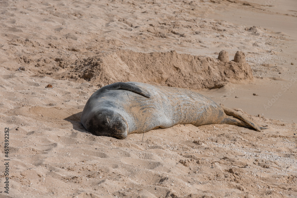 Fototapeta premium Resting Hawaiian Monk seal on the beach in Oahu, Hawaii
