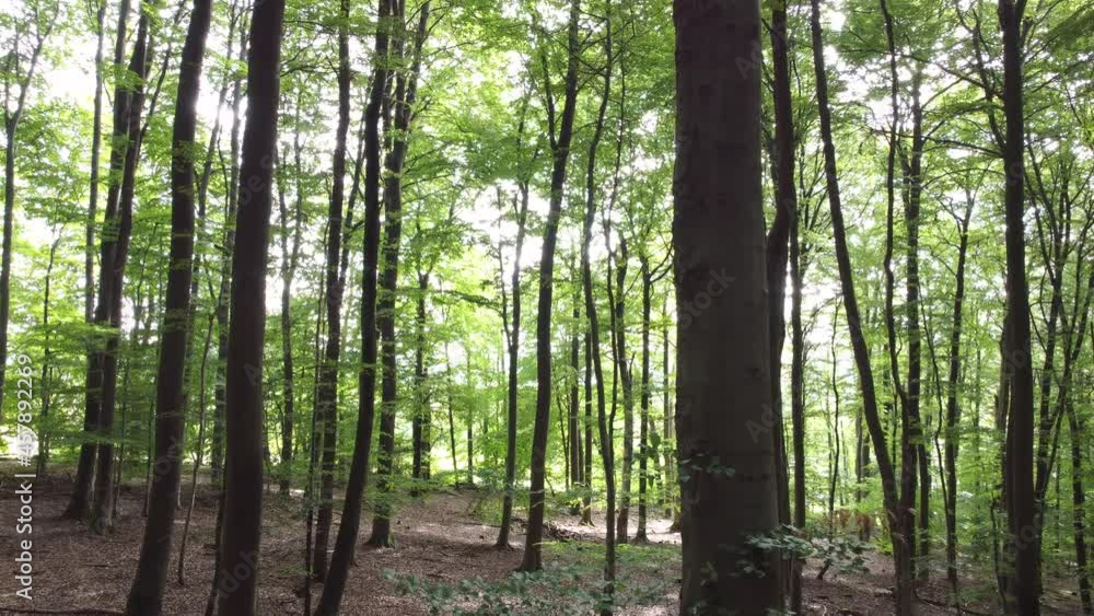 Drohnenaufnahme durch den Buchenwald Drohnenaufnahme durch den Buchenwald