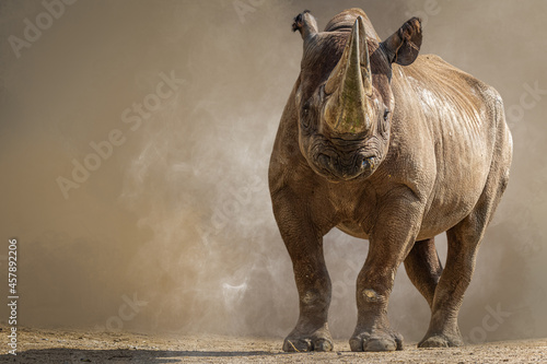 portrait of a large african rhino charging in a cloud of dust and sand