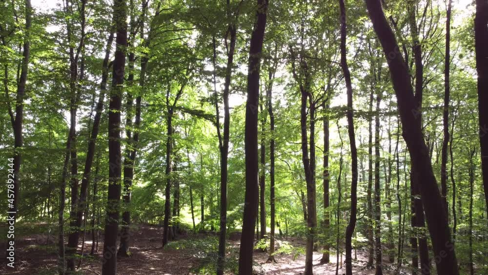 Drohnenaufnahme durch den Buchenwald Drohnenaufnahme durch den Buchenwald