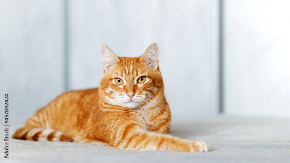 Portrait of ginger cat lying on a bed and looking straight ahead directly into the camera against blurred background. Shallow focus. Copyspace.