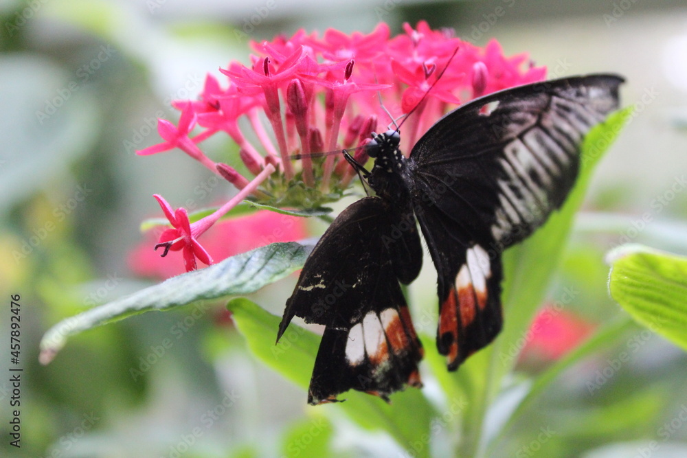 Fototapeta premium Mariposa negra sobre flor rosa e nel parque