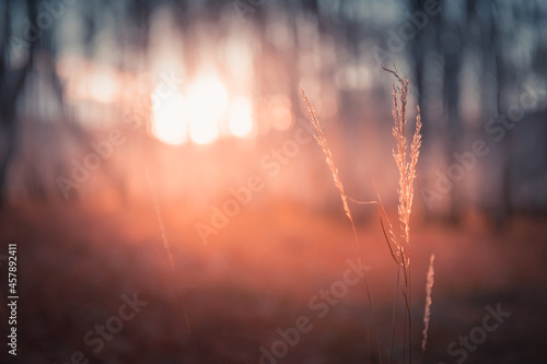 Red autumn grass in a forest at sunset. Macro image  shallow depth of field. Beautiful autumn nature background
