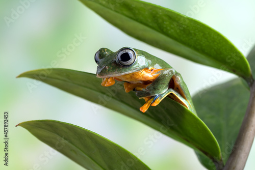 Black-webbed tree frog ( Rhacophorus reinwardtii ) hanging on a leaf
