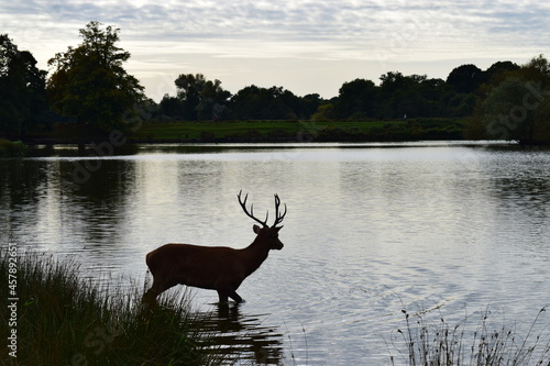 Silhouette of a deer in the lake at dusk