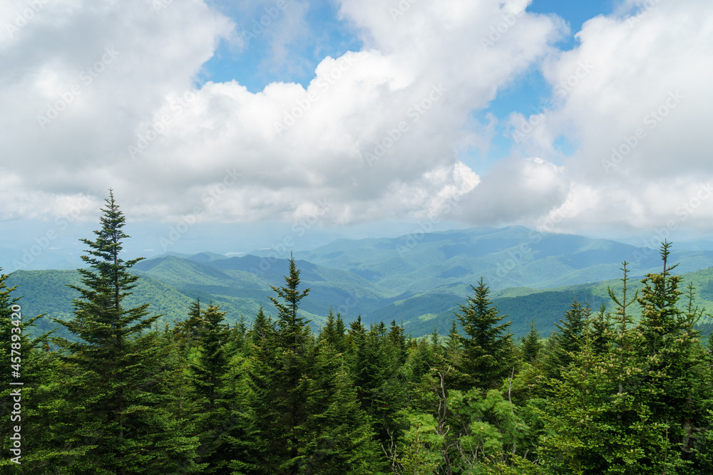 Pine forest on a mountainside with distant hills and clouds