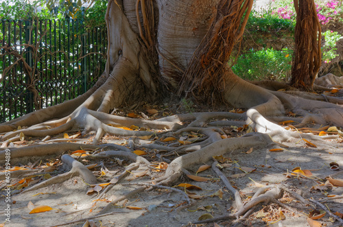 Entwined structure of the roots of a ficus tree in the Bonaria park in Cagliari, Italy photo