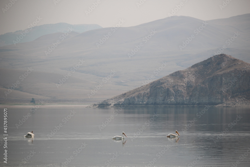 Pelicans at Clark Canyon Reservoir, Montana