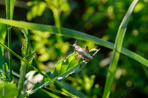 dragonfly on the grass © Stefan Zimmer 