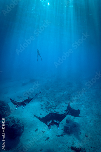 Manta rays in the blue water of the ocean photo