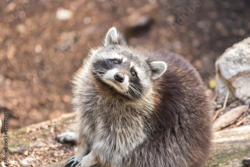 rostro de mapache adorable photo