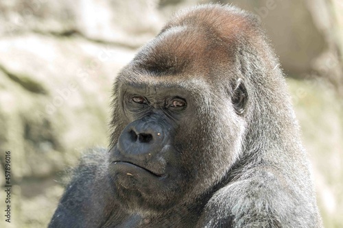 gorila observando © illan