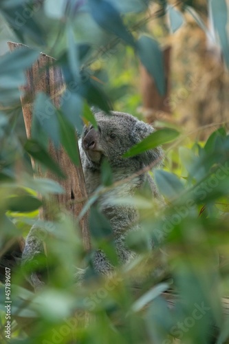 Photography koala escondido en árbol