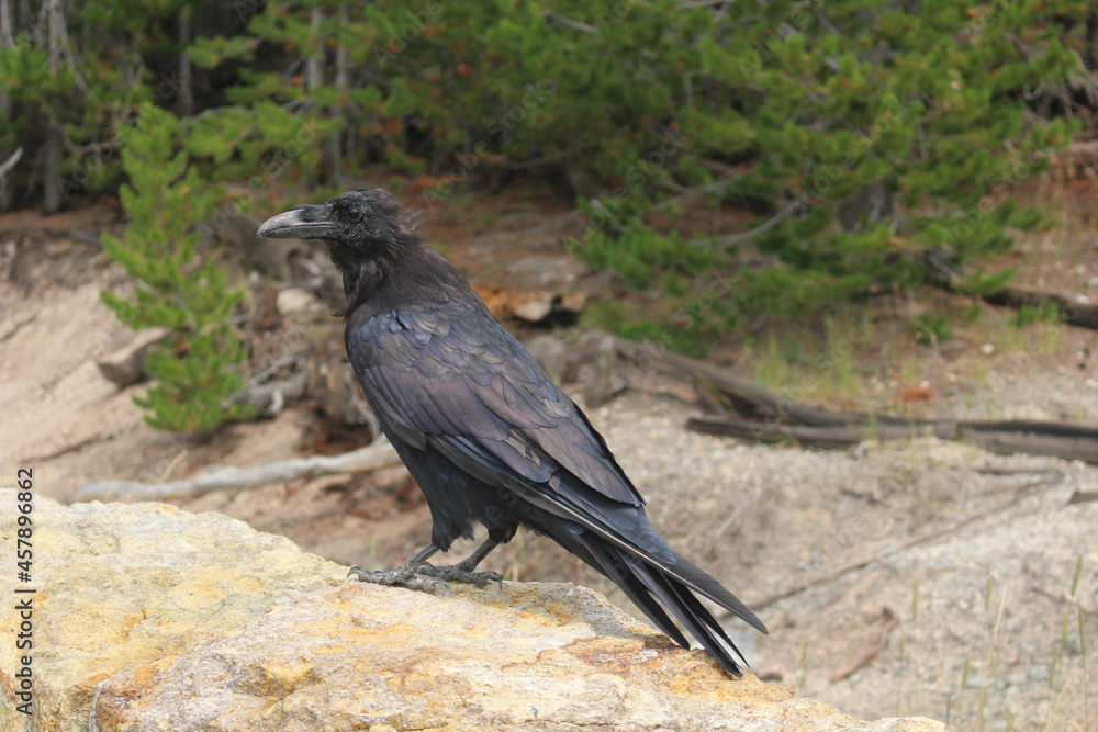 Fototapeta premium Raven perched on stone wall