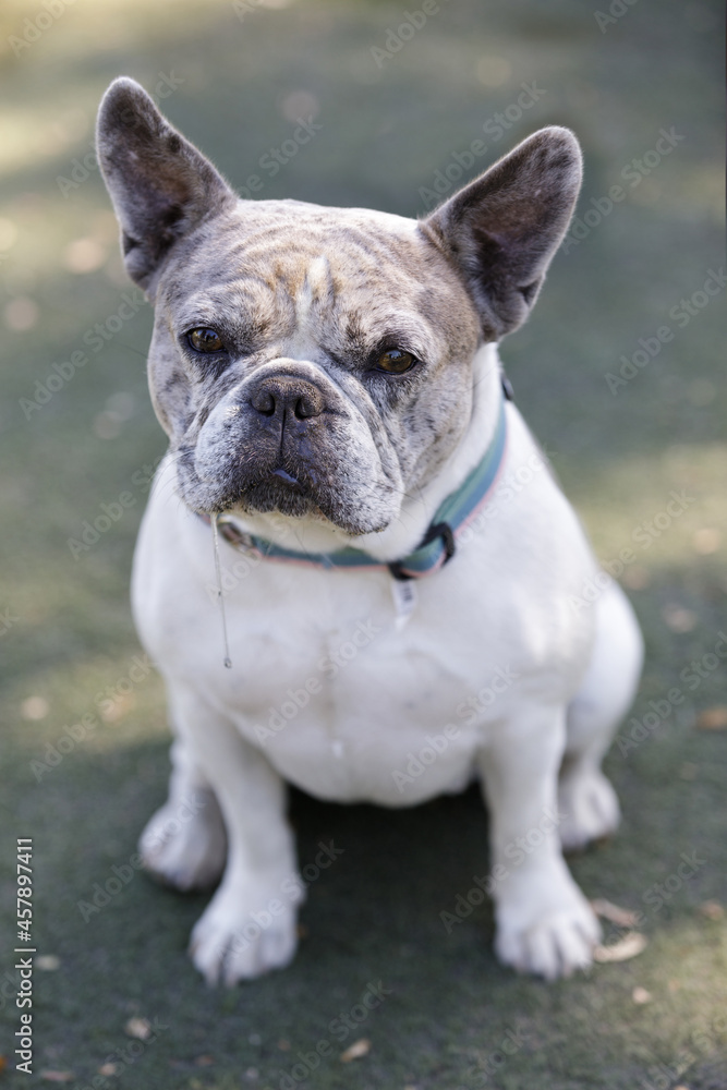 2-Year-Old Blue Merle White Tan Pied French Bulldog Female Puppy Sitting and Slobbering. Off-leash dog park in Northern California. 2-Year-Old Blue Merle White Tan Pied French Bulldog Female Puppy Sitting and Slobbering. Off-leash dog park in Northern California.