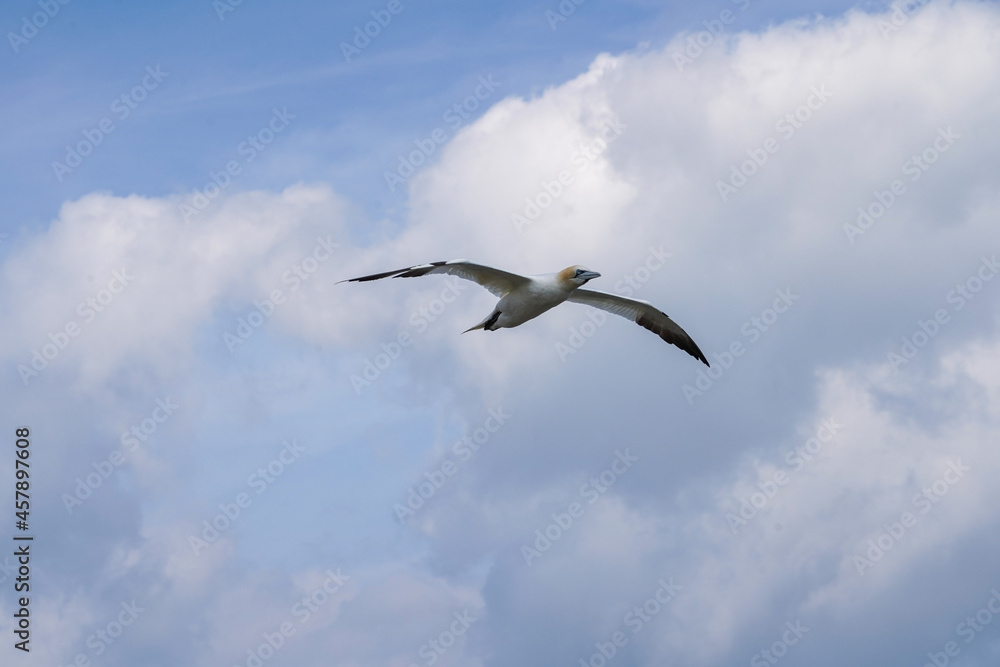 Close up of single White Gannet Flying, Large wingspan Sea-Bird, large nesting population of birds on cliff-face with blue sky and ocean. Birds Gliding, slope soaring with ridge lift and thermals. Close up of single White Gannet Flying, Large wingspan Sea-Bird, large nesting population of birds on cliff-face with blue sky and ocean. Birds Gliding, slope soaring with ridge lift and thermals.