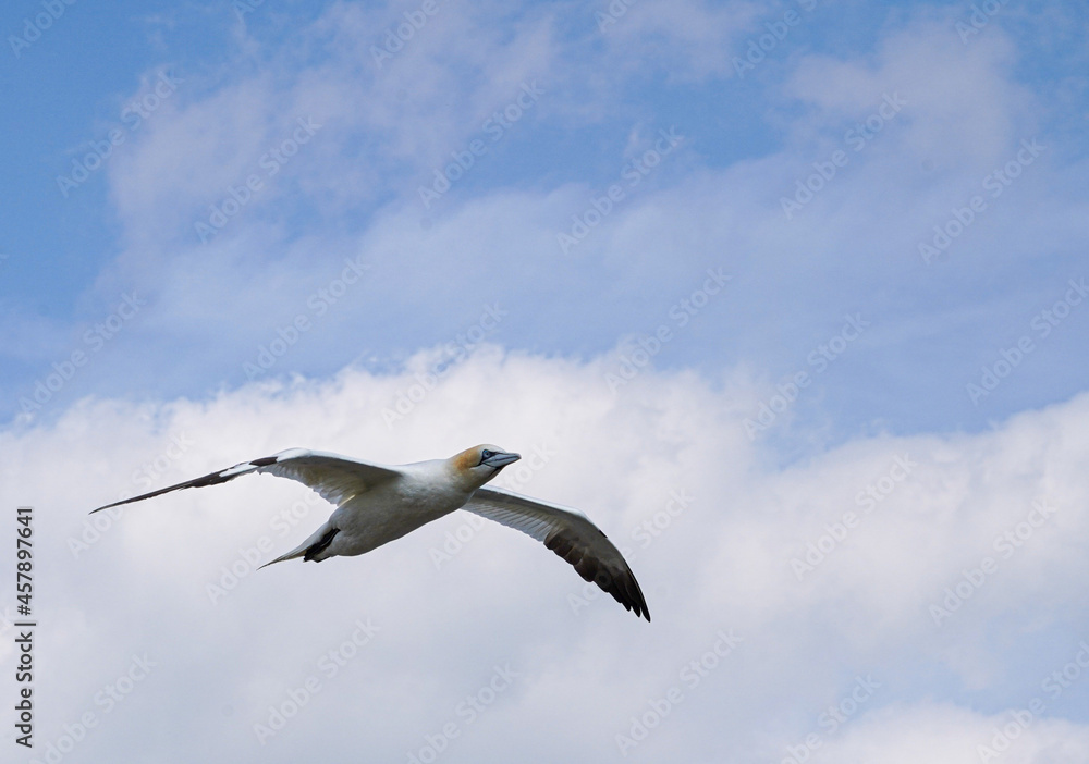Fototapeta premium Close up of Flying Gliding Thermal Riding Large White Sea Bird Gannets with a huge wingspan over blue sky and ocean on English clifftops