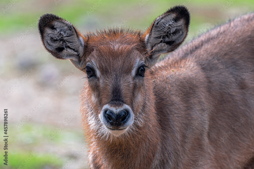 Young Defassa Waterbuck (Kobus ellipsiprymnus defassa)