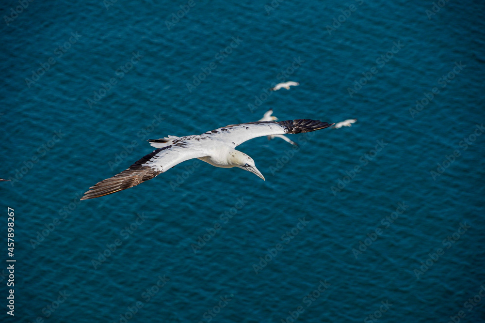 Close up of single Gannet Flying, Large wingspan White Sea-Bird, large nesting population of birds on cliff-face with blue sky and ocean. Birds Gliding, slope soaring with ridge lift and thermals. Close up of single Gannet Flying, Large wingspan White Sea-Bird, large nesting population of birds on cliff-face with blue sky and ocean. Birds Gliding, slope soaring with ridge lift and thermals.