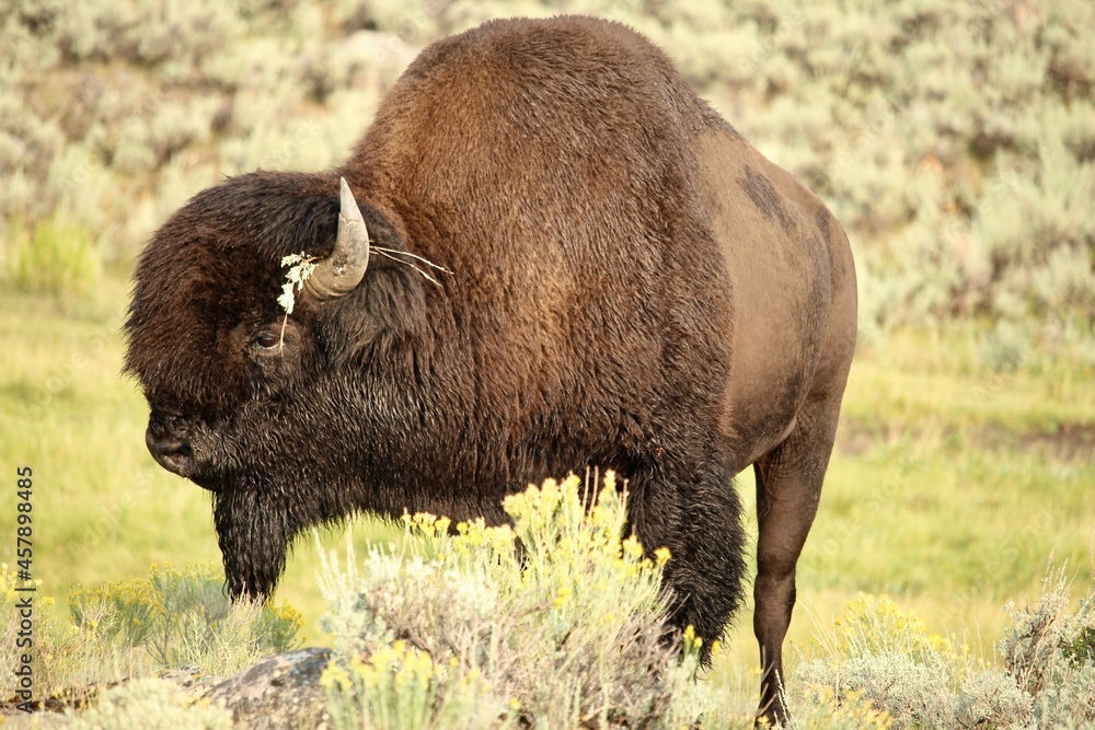 Male American bison with flower on its horn Male American bison with flower on its horn