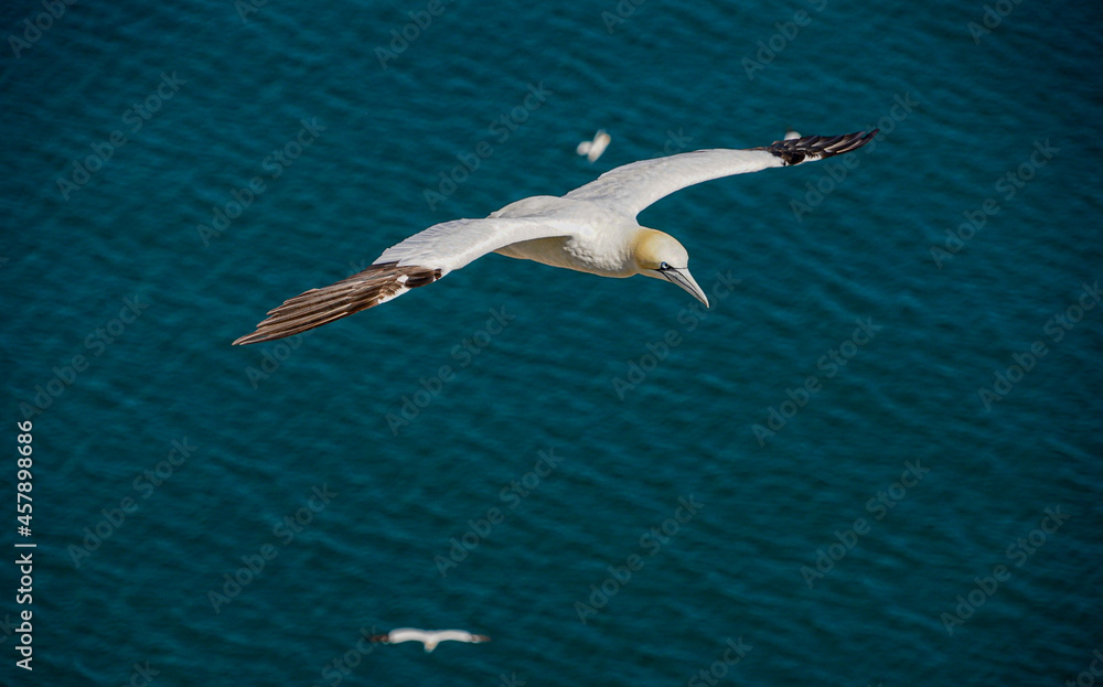 Close up of single Gannet Flying, Large wingspan White Sea-Bird, large nesting population of birds on cliff-face with blue sky and ocean. Birds Gliding, slope soaring with ridge lift and thermals. Close up of single Gannet Flying, Large wingspan White Sea-Bird, large nesting population of birds on cliff-face with blue sky and ocean. Birds Gliding, slope soaring with ridge lift and thermals.