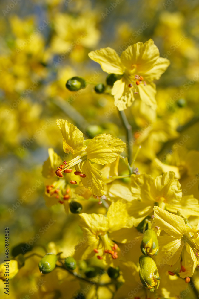 Yellow axillary indeterminate raceme inflorescences of Blue Palo Verde, Parkinsonia Florida, Fabaceae, native near Twentynine Palms, Morongo Basin, Southern Mojave Desert, Springtime. Yellow axillary indeterminate raceme inflorescences of Blue Palo Verde, Parkinsonia Florida, Fabaceae, native near Twentynine Palms, Morongo Basin, Southern Mojave Desert, Springtime.