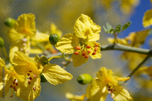 Yellow axillary indeterminate raceme inflorescences of Blue Palo Verde, Parkinsonia Florida, Fabaceae, native near Twentynine Palms, Morongo Basin, Southern Mojave Desert, Springtime. photo
