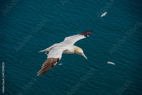Close up of single Gannet Flying, Large wingspan White Sea-Bird, large nesting population of birds on cliff-face with blue sky and ocean. Birds Gliding, slope soaring with ridge lift and thermals. © Pluto119