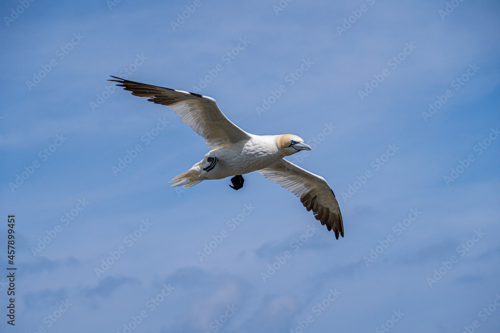 Close up of single Gannet Flying, Large wingspan White Sea-Bird, large nesting population of birds on cliff-face with blue sky and ocean. Birds Gliding, slope soaring with ridge lift and thermals.