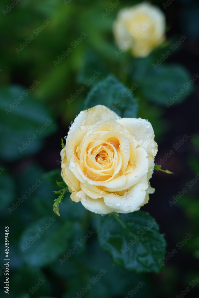 yellow rose yellow rose