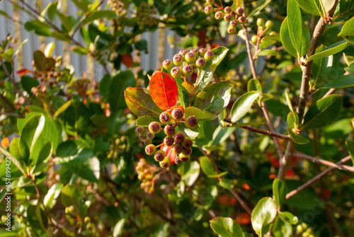 unripe berries of chokeberry on bushes