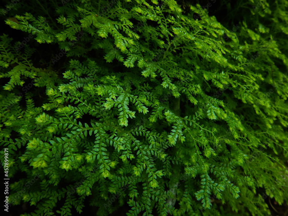 Selaginella kraussiana, green moss background