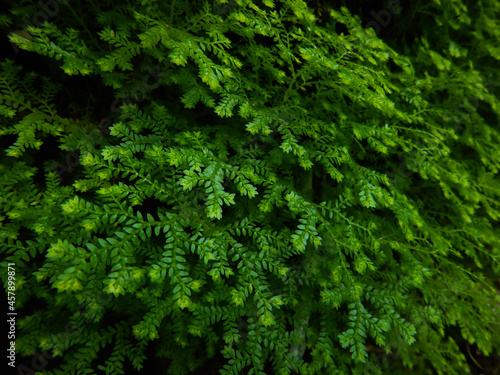 Selaginella kraussiana, green moss background